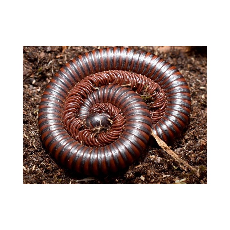 Miriapod maro Thyropygus sp. - imagine 3